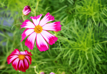 Obraz premium Cosmos flowers bloom with pink and white petals with visible yellow stamens. and adjacent flower buds green background of leaves