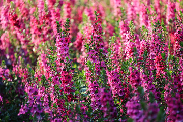 Obraz premium The pink flowers bloom together and are planted in large plots. The afternoon sun was shining.