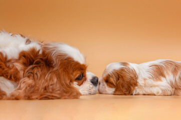 adult dog with small dog puppy cavalier king charles spaniel lies on non beige background.