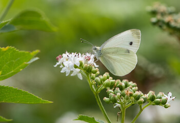 flowers and butterfly in natural life