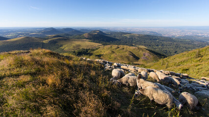 troupeau de moutons sur le Puy-de-Dôme en Auvergne en été	