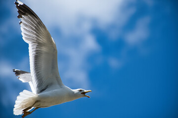 Close-Up of a Seagull in Flight Against a Blue Sky with Soft Clouds and Bokeh Background