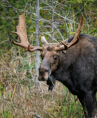 Moose grazing on branches