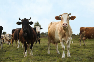 Beautiful cows grazing on green grass outdoors