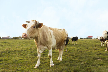 Beautiful cows grazing on green grass outdoors