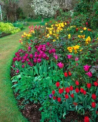 Spring Border with Tulips © Garden Guru