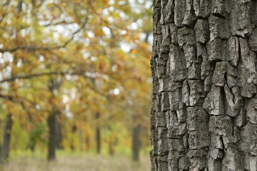 Textured tree bark in forest, closeup view