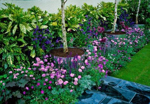 Pink and mauve border with Betulas
