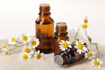 Bottles of essential oil and chamomile flowers on white table, closeup