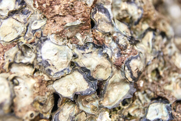 Close up of oyster shells texture on rocky surface: natural patterns and marine life details.