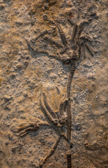 fossil of Encrinus liliiformis in the stone