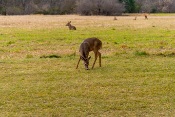 Mixed White-tailed Deer Does And Bucks Feeding And Lying Down In An Urban Field In November In Wisconsin