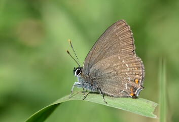 wildlife photos. photos of butterflies in natural areas.