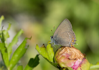 wildlife photos. photos of butterflies in natural areas.
