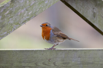 Robin bird (erithacus rubecula) perched on a wooden fence - North Yorkshire, UK in December