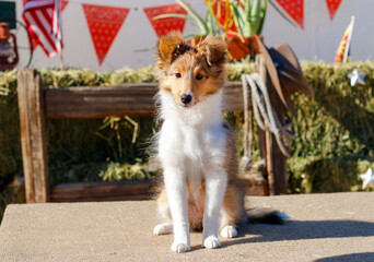 Brown and white collie puppy posing