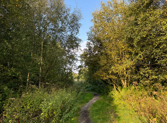 Sunlight filters through a canopy of green leaves, illuminating a dirt path leading out of the the forest. The lush foliage on either side creates a serene and inviting atmosphere near, Bingley, UK