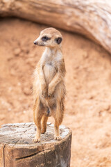 Meerkat, Suricata suricatta, on hind legs. Portrait of meerkat standing on hind legs with alert expression. Portrait of a funny meerkat sitting on its hind legs.