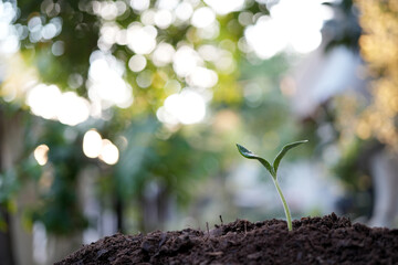 small growing sprout plant growing macro closeup