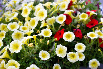 Yellow petunia flowers in a flower bed. Petunia nyctaginiflora.