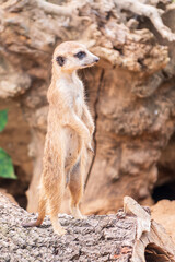 Meerkat, Suricata suricatta, on hind legs. Portrait of meerkat standing on hind legs with alert expression. Portrait of a funny meerkat sitting on its hind legs.
