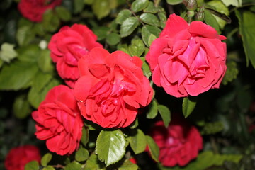 Red roses close up