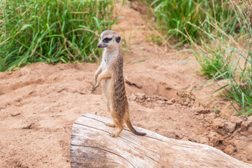 Fototapeta premium Meerkat, Suricata suricatta, on hind legs. Portrait of meerkat standing on hind legs with alert expression. Portrait of a funny meerkat sitting on its hind legs.