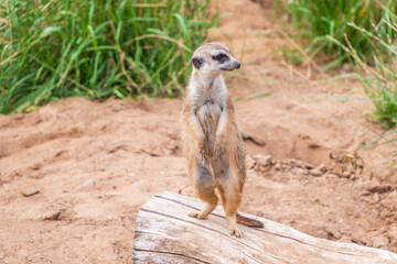 Meerkat, Suricata suricatta, on hind legs. Portrait of meerkat standing on hind legs with alert expression. Portrait of a funny meerkat sitting on its hind legs.