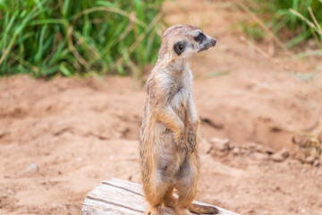 Meerkat, Suricata suricatta, on hind legs. Portrait of meerkat standing on hind legs with alert expression. Portrait of a funny meerkat sitting on its hind legs.