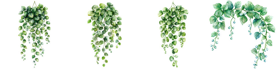 A collection of lush, hanging green string of pearl plants showcasing various leaf shapes and arrangements.