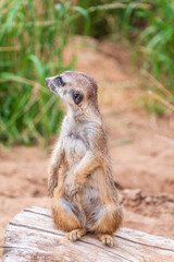 Meerkat, Suricata suricatta, on hind legs. Portrait of meerkat standing on hind legs with alert expression. Portrait of a funny meerkat sitting on its hind legs.