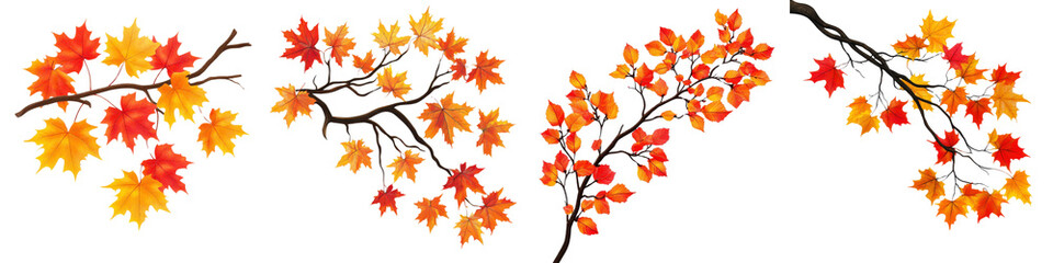 Obraz premium A Set of Maple Tree Branch with Bright Orange and Yellow Autumn Leaves Isolated on Transparent Background