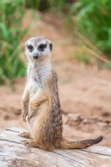 Meerkat, Suricata suricatta, on hind legs. Portrait of meerkat standing on hind legs with alert expression. Portrait of a funny meerkat sitting on its hind legs.