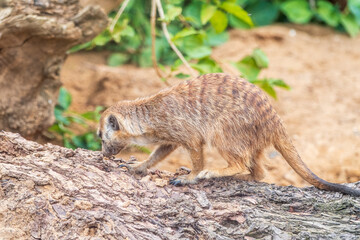 Meerkat suricatta family wildlife picture.