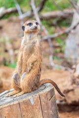Meerkat, Suricata suricatta, on hind legs. Portrait of meerkat standing on hind legs with alert expression. Portrait of a funny meerkat sitting on its hind legs.