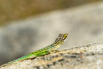 Antigua, Dow's Hill Interpretation Center - January 30 2024 - A colorful lizard in Antigua