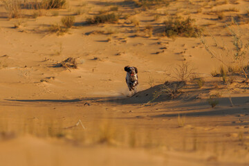 A dog of the English Springer Spaniel Pesky breed.dog in the desert
