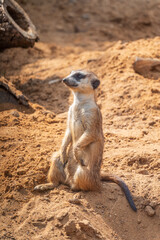 Meerkat, Suricata suricatta, on hind legs. Portrait of meerkat standing on hind legs with alert expression. Portrait of a funny meerkat sitting on its hind legs.