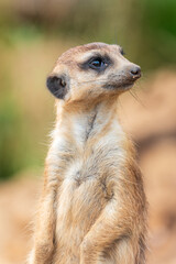 Meerkat, Suricata suricatta, on hind legs. Portrait of meerkat standing on hind legs with alert expression. Portrait of a funny meerkat sitting on its hind legs.