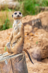 Meerkat, Suricata suricatta, on hind legs. Portrait of meerkat standing on hind legs with alert expression. Portrait of a funny meerkat sitting on its hind legs.