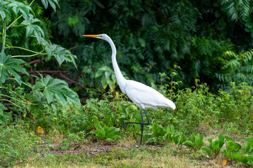 Antigua - January 30 2024 - An American white ibis runs in nature