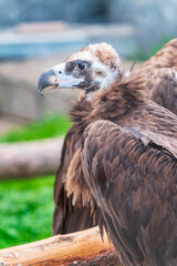 Close-up view portrait of Aegypius monachus (cinereous vulture or Eurasian black vulture) bird with brown plumage