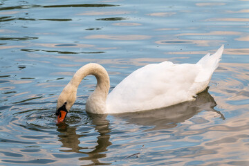 Naklejka premium A graceful white swan swimming on a lake with dark water. The white swan is reflected in the water