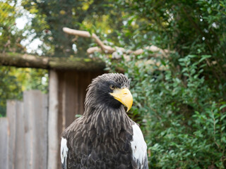 The portrait of Stellers sea eagle, Haliaeetus pelagicus, also Pacific sea eagle or white-shouldered eagle is the heaviest bird of prey. It has dark brown plumage, white wings and yellow beak