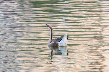 Swan Goose, Anser cygnoides,swiming in lake water