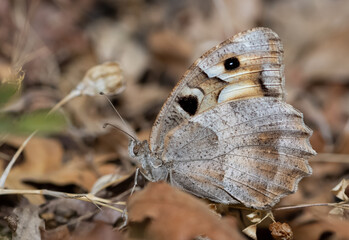 wild animals and insects. butterfly photos.
