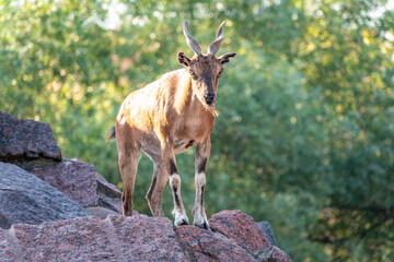 Markhor female on the rock. Latin name - Capra falconeri. Wild goat native to Central Asia,...