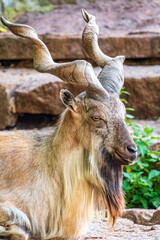 Close-up portrait of Markhor, Capra falconeri, wild goat native to Central Asia, Karakoram and the...