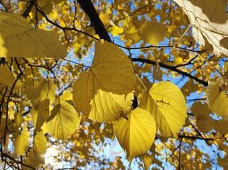 Yellow Linden leaves in sunlight against blue sky