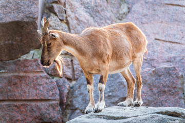 Markhor female on the rock. Latin name - Capra falconeri. Wild goat native to Central Asia,...